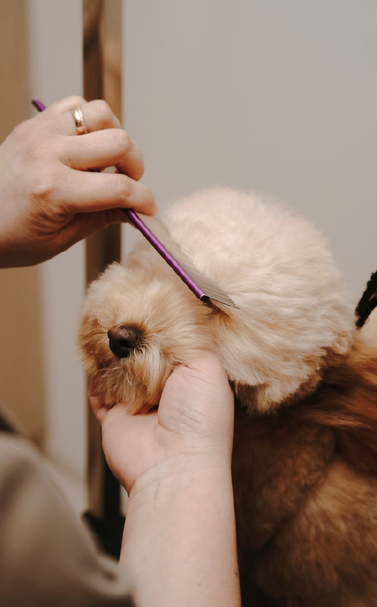 Mãos a escovar pelo do cão com carinho