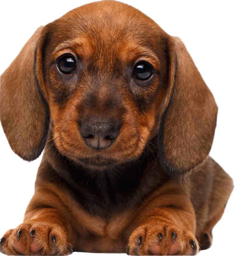 Cachorrinho Dachshund acolhido com carinho