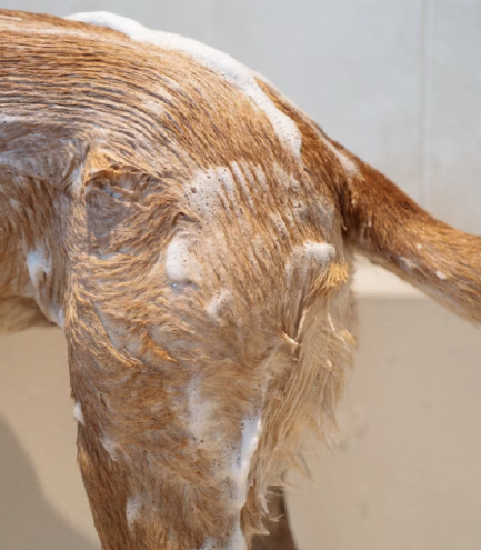 Cão no banho terapêutico a receber cuidado de pele